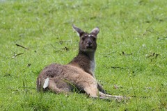 Macropus fuliginosus