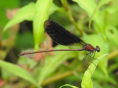 Calopteryx haemorrhoidalis