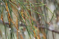 Allocasuarina