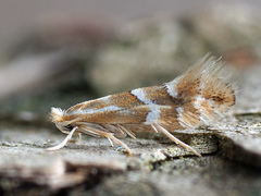 Phyllonorycter salicicolella