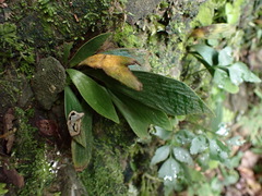 Antrophyum formosanum