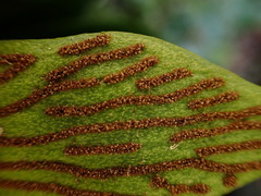 Antrophyum formosanum