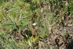 Silene subconica
