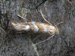 Phyllonorycter salicicolella