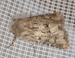 Luperina testacea