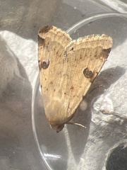 Heliothis peltigera