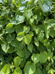 Dioscorea