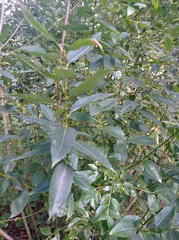 Salix