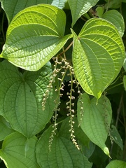 Dioscorea