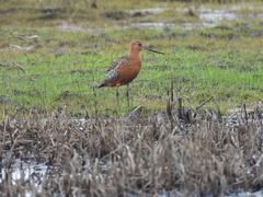 Limosa lapponica