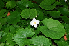 Photinia serratifolia