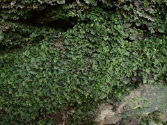 Crepidomanes minutum