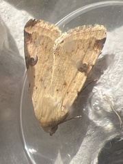 Heliothis peltigera