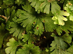 Crepidomanes minutum