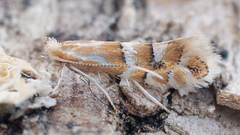 Phyllonorycter salicicolella