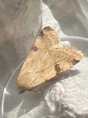Heliothis peltigera