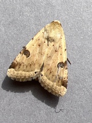 Heliothis peltigera