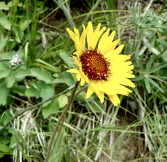 Gaillardia aristata