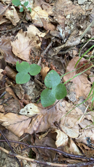 Hepatica nobilis