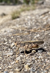 Cratypedes neglectus