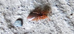 Dysderidae
