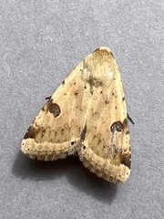 Heliothis peltigera