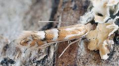 Phyllonorycter salicicolella