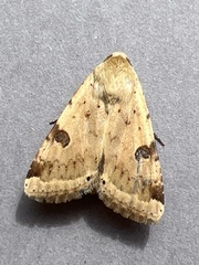 Heliothis peltigera