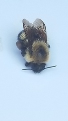Pyrobombus
