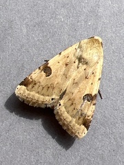 Heliothis peltigera