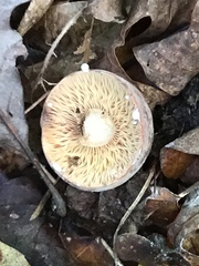 Lactifluus volemus