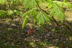 Acer japonicum
