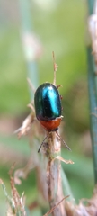 Gastrophysa polygoni