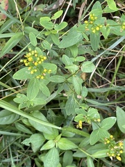 Hypericum punctatum