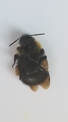 Pyrobombus