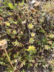Hylotelephium anacampseros