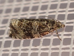 Syricoris lacunana