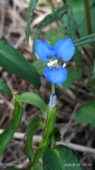 Commelina erecta