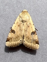 Heliothis peltigera