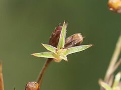 Juncus ranarius