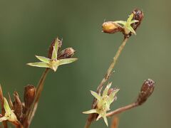 Juncus ranarius