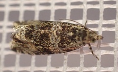 Syricoris lacunana