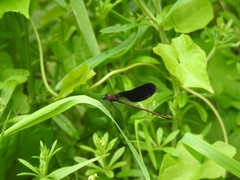 Calopteryx haemorrhoidalis