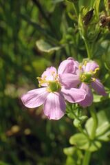 Sabatia angularis