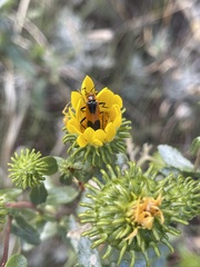 Chauliognathus basalis