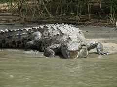 Crocodylus acutus
