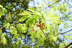 Acer japonicum