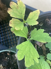 Stylophorum diphyllum