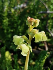 Pterygodium catholicum