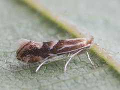 Phyllonorycter salictella